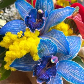 Fiore confezionato con mimosa