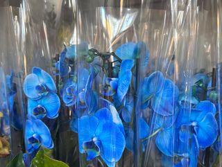 Pianta di orchidea blu confezionata con vaso di ceramica