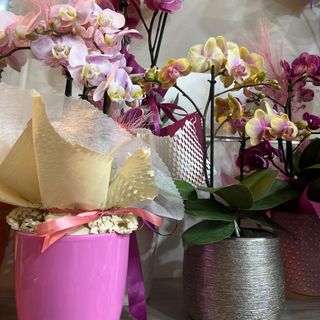 Orchidea confezionata