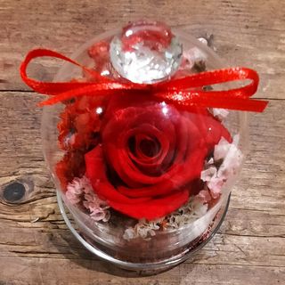 Red eternal rose in glass bell