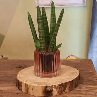 MINI SANSEVIERIA