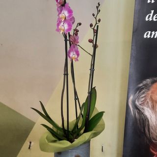 Phalaenopsis grande 3 rami,  rosa e gialla, in coprivaso artigianale,  alta 80 cm