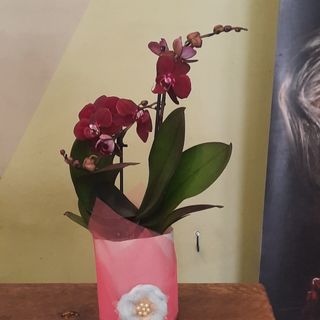 Mini phalaenopsis bordeaux, in coprivaso artigianale,  alta 39 cm ,