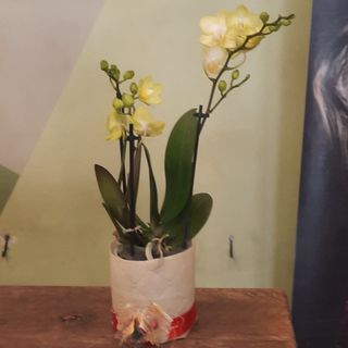 Mini phalaenopsis gialla , alta 39 cm , con coprivaso artigianale