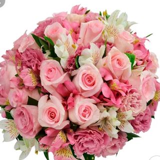 Rose con astamaria