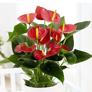 Anthurium Red with