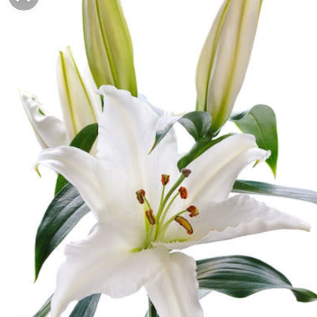 Fiori Singoli