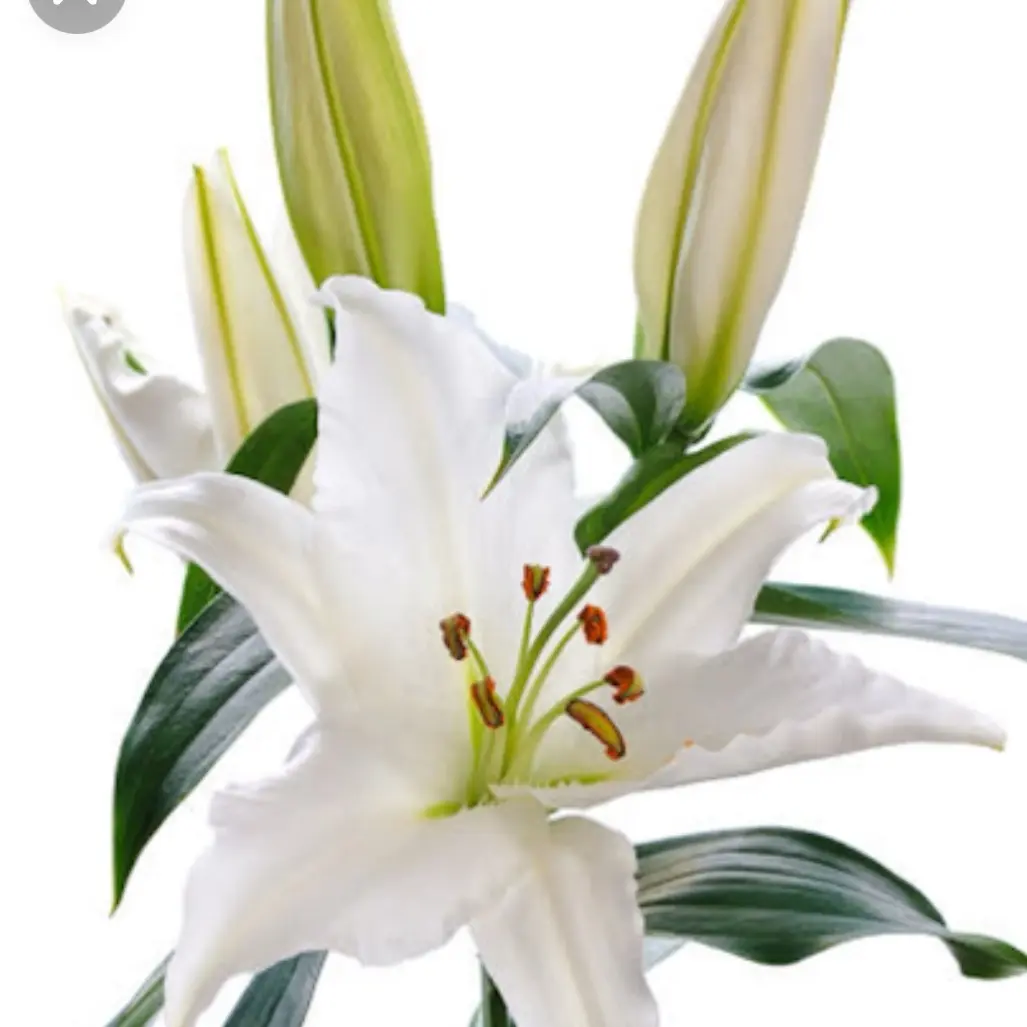 Fiori Singoli