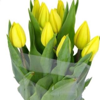 10 tulipani gialli