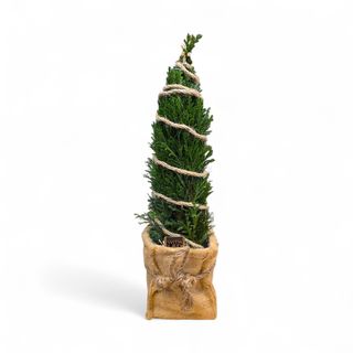 Alberello di tuia con led