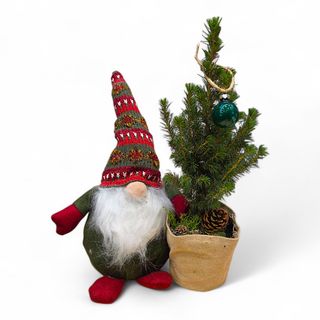 Niomo nordico con picea