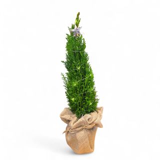 Alberello chamaecyparis ellwoodii con led