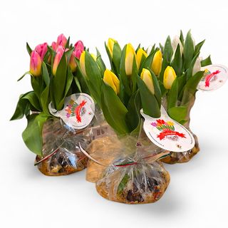 10 Bulbi di tulipano