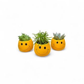 Smiling plant