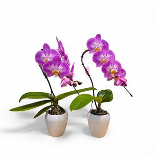 Orchidea  Phalaenopsis Swan pink