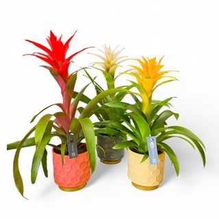 Pianta di bromelia