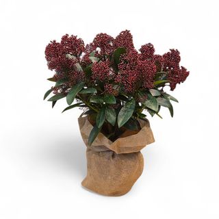 Skimmia Rubella