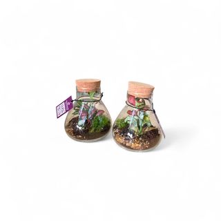 Terrarium bottiglia piccola