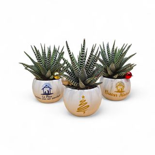 Pianta di aworthia zebra 