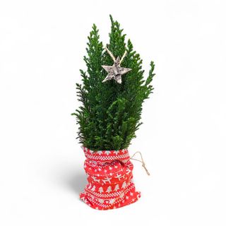 Alberello di tuia piccolo 