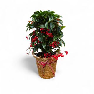 Pianta di ardisia in cesto