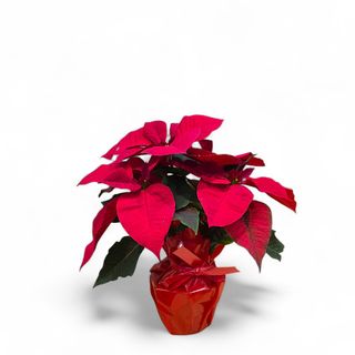 Stella di natale piccola 