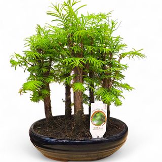 Bonsai boschetto di Metasequoia