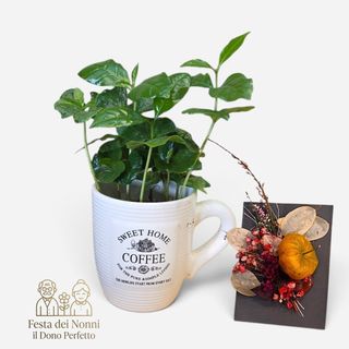 Pianta coffie arabica - speciale nonni