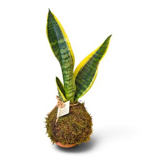 Kokedama Sansevieria Trifasciata Laurentii
