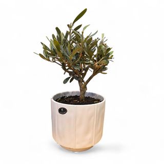 Bonsai Ulivo