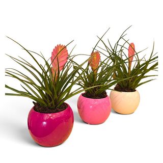 Tillandsia Cyanea in Vaso di Ceramica Lucida