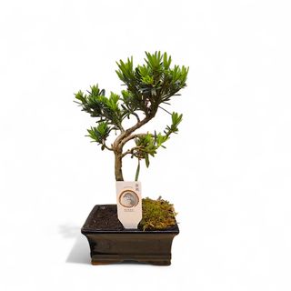 Bonsai Podocarpus