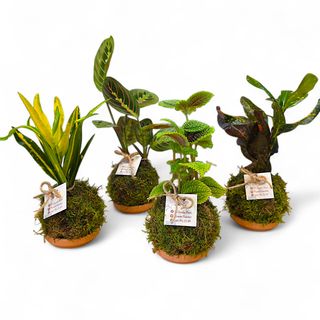 Kokedama di pianta tropicale