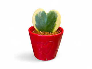 Hoya kerrii cuore