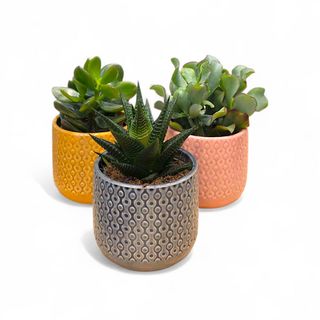 Pianta grassa in vaso di ceramica 