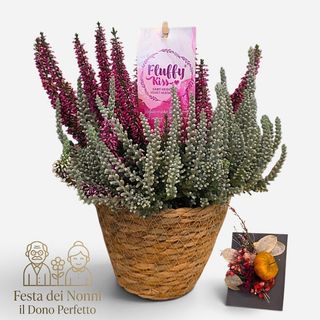 Calluna Fluf - speciale nonni