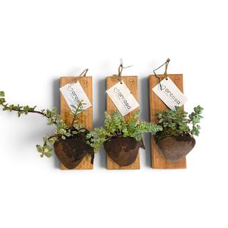 Quadretto da Parete in Legno con Pianta Succulenta