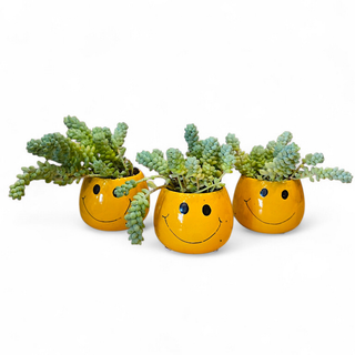 Smiling Plant