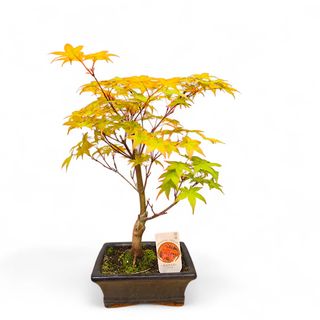 Bonsai Acero