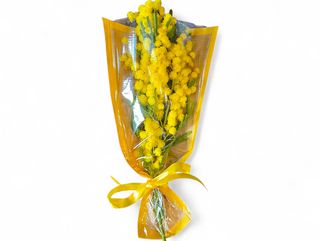 Busta mimosa piccola