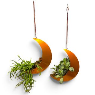 Moon Plant Il Tocco Magico per le Tue Piante