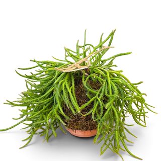 Kokedama Rhipsalis (Cactus Corallo)