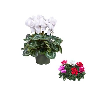 Pianta di ciclamino grande