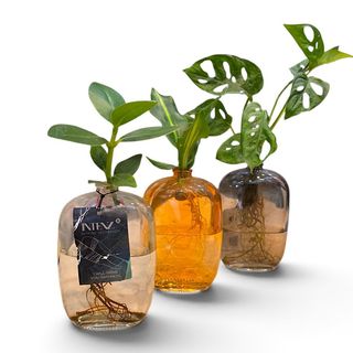 Piante in Idrocoltura