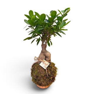 Kokedama Ficus Ginseng (Bonsai)