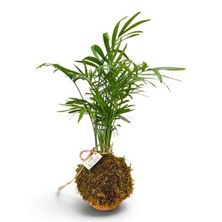 Kokedama Chamaedorea Elegans
