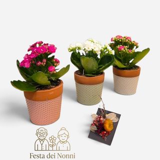 Pianta di calandiva - speciale nonni