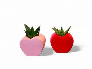 Aloe compacta in Heart