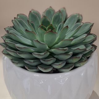 Pianta grassa in vaso 