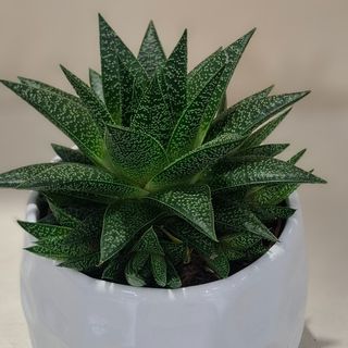 Pianta grassa con vaso 